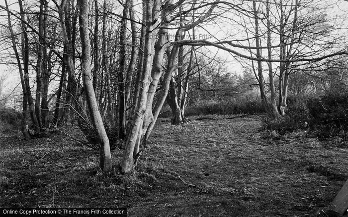 Photo of Tyn Y Morfa, Bluebell Wood c.1950