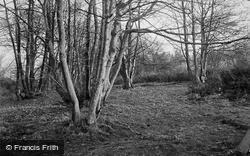 Tyn Y Morfa, Bluebell Wood c.1950, Tyn-Y-Morfa