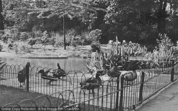Photo of Upminster, Ducks In Library Gardens c.1955