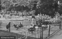 Ducks In Library Gardens c.1955, Upminster