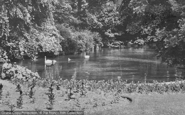 Photo of Upminster, Swans And Cygnets c.1955