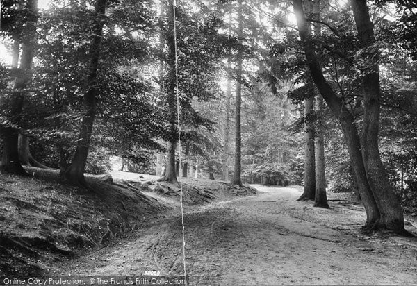 Photo of Virginia Water, A Shady Walk 1907