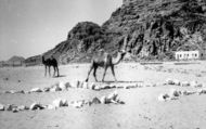 Desert Patrol Camels 1965, Wadi Rum