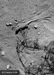 Lizard 1965, Wadi Rum