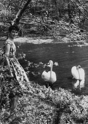The Swans c.1960, Waggoners Wells