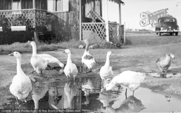 Photo of Walberswick, The Ferry Geese c.1955