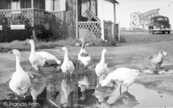 The Ferry Geese c.1955, Walberswick