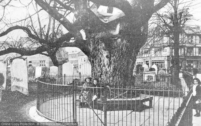 Photo of Waltham Abbey, The Old Elm Tree c.1910