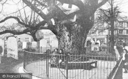 The Old Elm Tree c.1910, Waltham Abbey