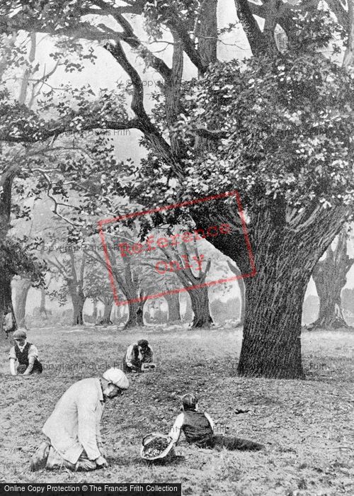 Photo of Walthamstow, Gathering Acorns c.1900
