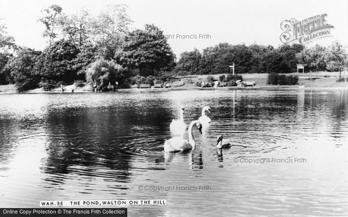 Photo of Walton On The Hill, Swans On The Pond c.1960