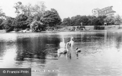 Swans On The Pond c.1960, Walton On The Hill