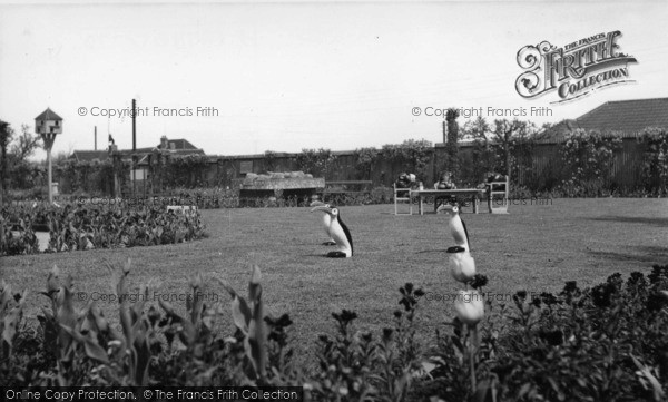 Photo of Wannock, Gardens c.1960