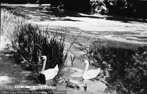 Photo of Wanstead, Swans, The Park c.1955