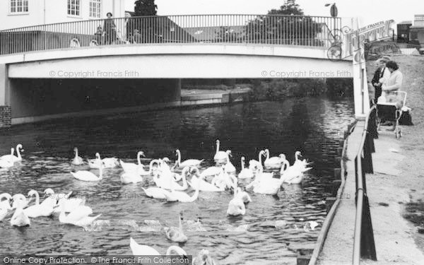 Photo of Ware, Feeding The Swans c.1965