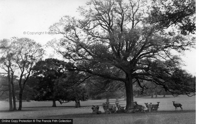 Photo of Warnham, A Glimpse Of The Deer 1924