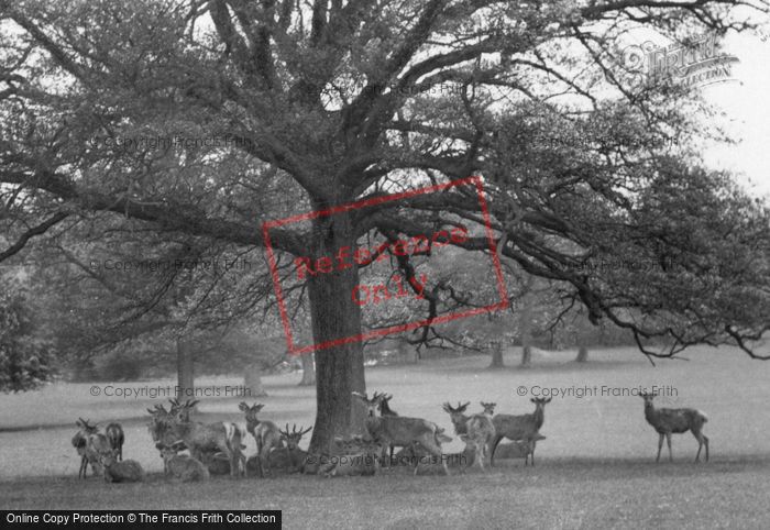 Photo of Warnham, A Glimpse Of The Deer 1924