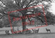 A Glimpse Of The Deer 1924, Warnham