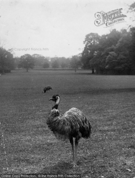 Photo of Warnham, Warnham Court, An Emu 1924
