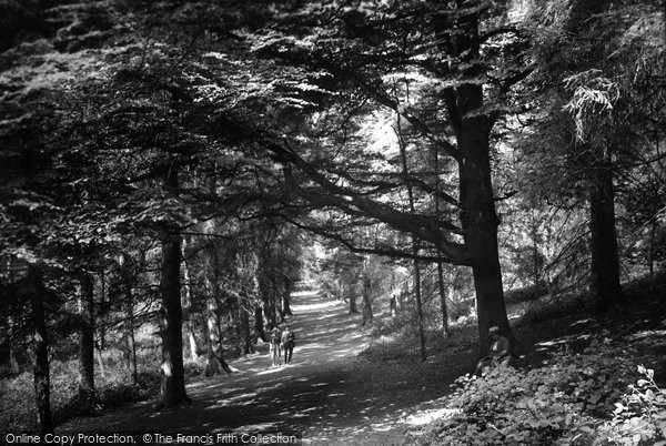 Photo of Watford, Whippendell Woods 1921