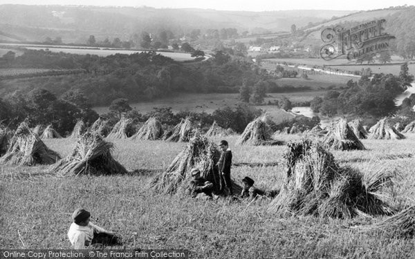 Photo of Weare Giffard, The Harvest Field 1890