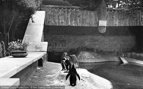 Photo of Wellingborough, Zoo Park, The Penguins c.1950