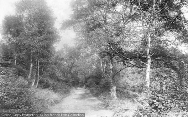 Photo of Wellington, Lime Kiln Woods 1907