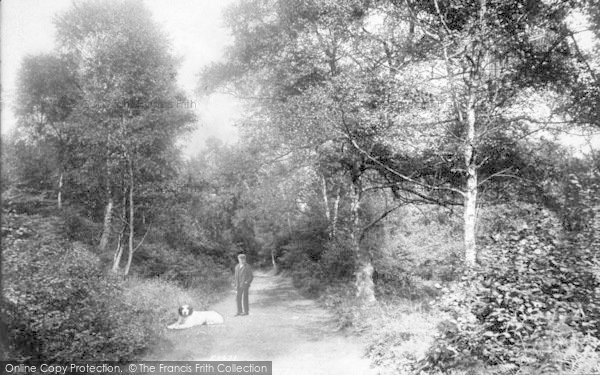 Photo of Wellington, Lime Kiln Woods 1907