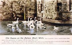 The Swans On The Palace Moat c.1920, Wells