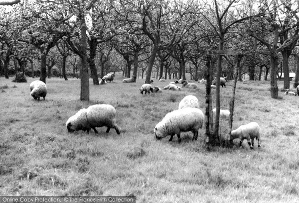 Photo of Weobley, The Orchard c.1955