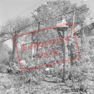 Cottage Garden 1961, West Harptree
