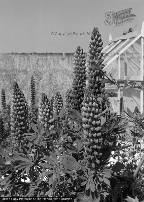 Photo of West Harptree, Lupins 1961