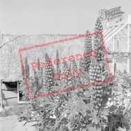 Lupins 1961, West Harptree