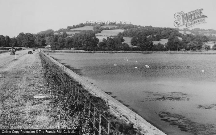 Photo of West Harptree, Swans On Chew Valley Lake c.1955