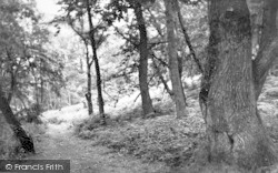 The Woods c.1955, West Runton