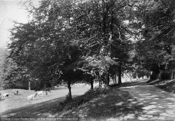 Photo of Westcott, Tillingbourne, Near Waterfall 1906