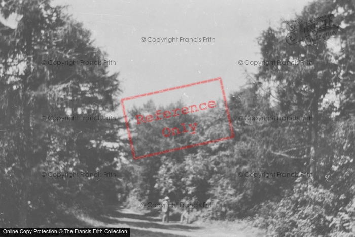 Photo of Weston Super Mare, In The Woods 1887