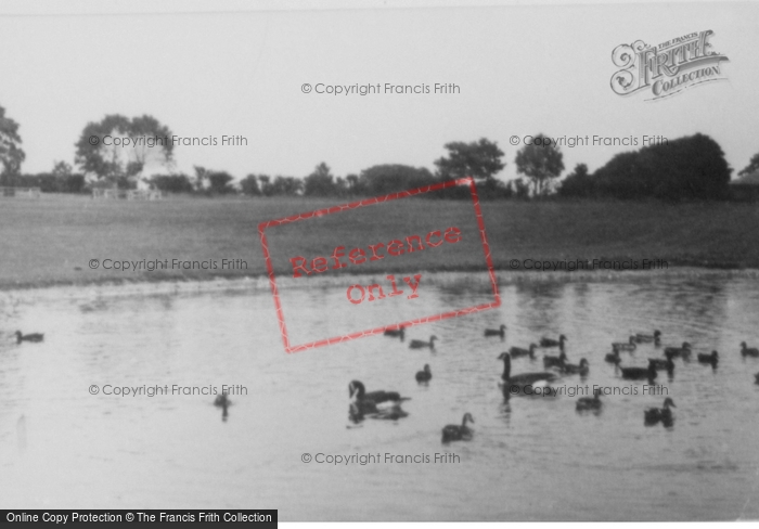 Photo of Whipsnade, Canada Geese And Mallard c.1960