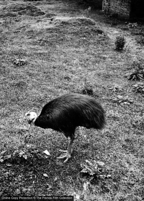 Photo of Whipsnade, Zoo, A Cassowary c.1950