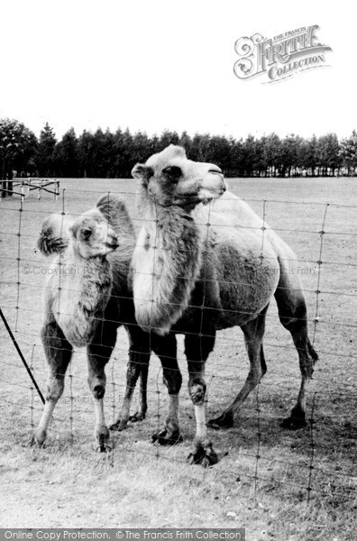 Photo of Whipsnade, Zoo, Bactrian Camels c.1960