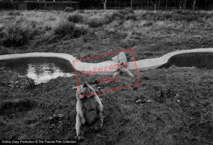 Photo of Whipsnade, Zoo, Bear c.1950