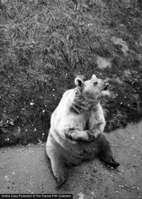 Photo of Whipsnade, Zoo, Bear c.1950