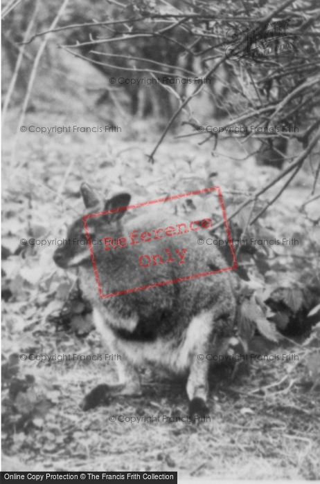 Photo of Whipsnade, Zoo, Bennett's Wallaby c.1955