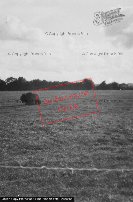 Photo of Whipsnade, Zoo, Bison c.1950