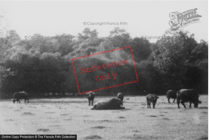 Photo of Whipsnade, Zoo, Bison c.1960