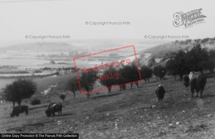 Photo of Whipsnade, Zoo, Bison c.1960