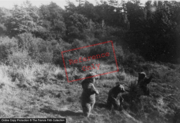 Photo of Whipsnade, Zoo, Brown Bears c.1955