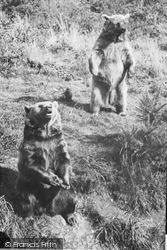 Zoo, Brown Bears c.1960, Whipsnade