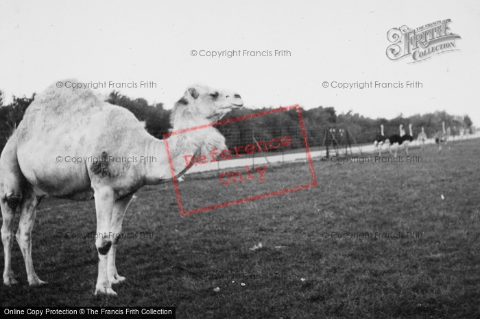 Photo of Whipsnade, Zoo, Camel c.1950