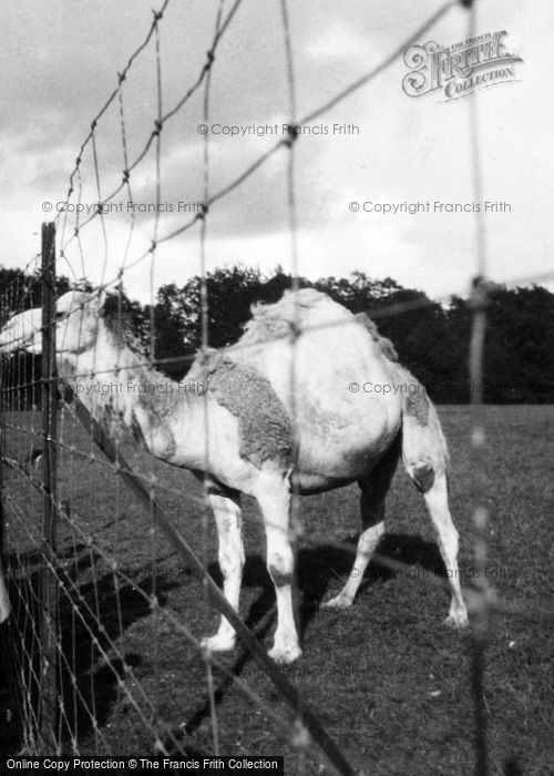 Photo of Whipsnade, Zoo, Camel c.1950